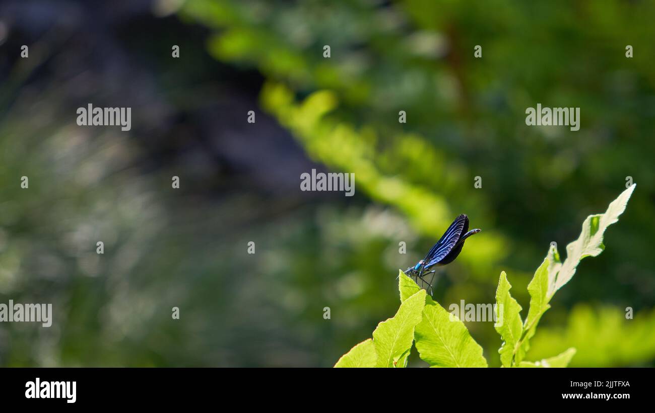 Gros plan d'une libellule bleue assise sur une feuille Banque D'Images