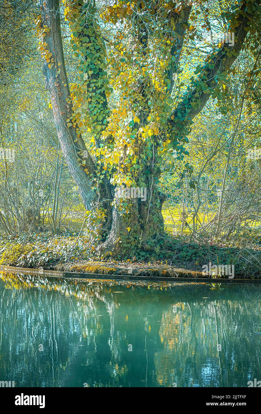 Une photo verticale d'un beau grand arbre avec des arbres verts et jaunes et un étang sous avec des reflets Banque D'Images