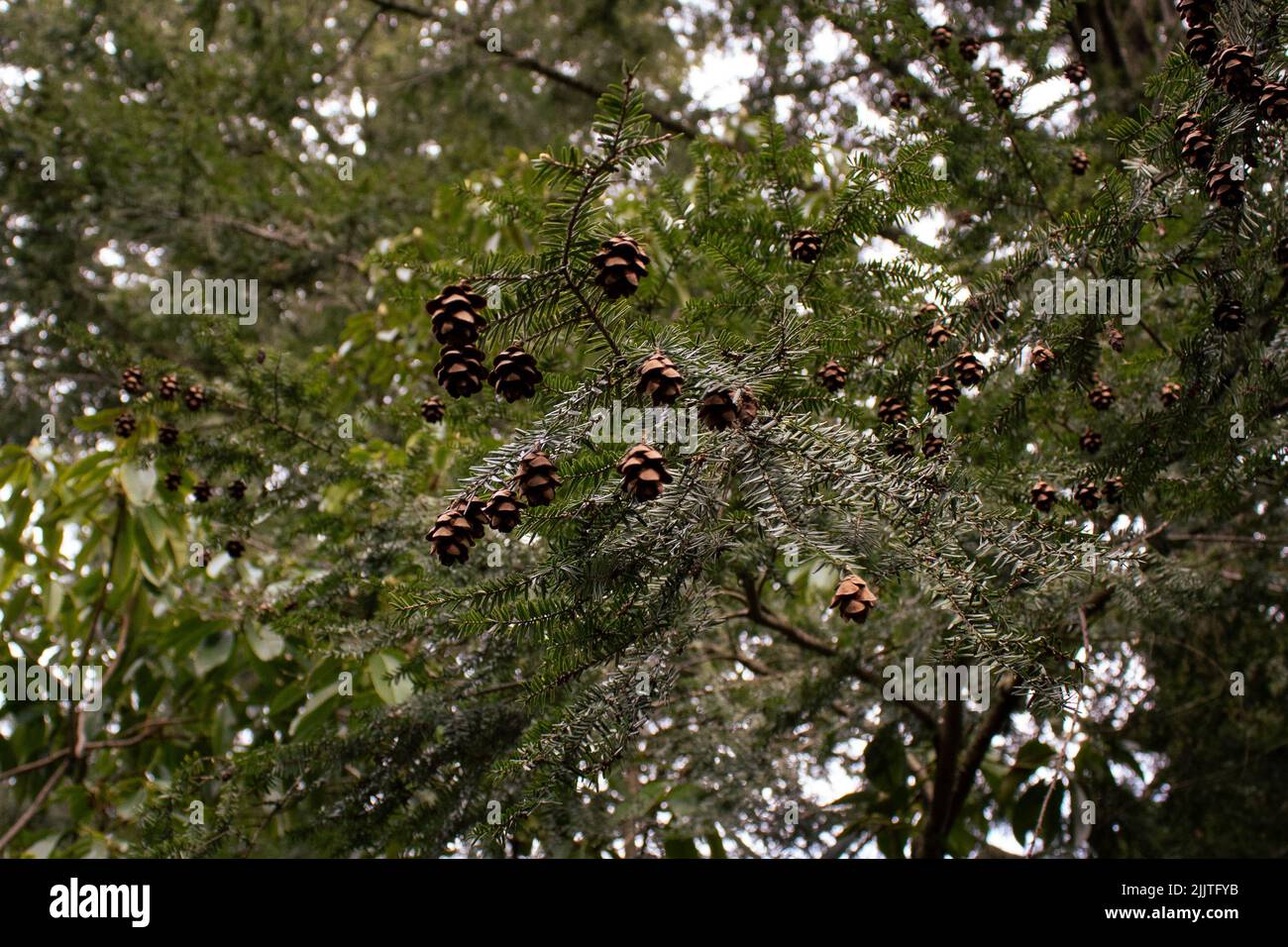 Un bouquet d'acornes sur les branches des arbres sur un arrière-plan flou Banque D'Images