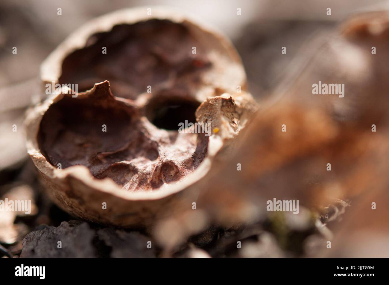 Coquille d'écrou ouverte fissurée sur le plancher forestier Banque D'Images