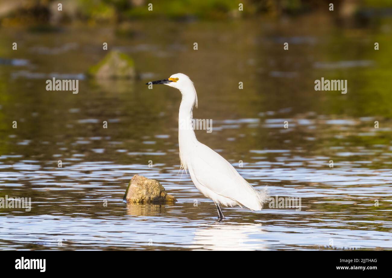 Une belle photo d'un aigrette enneigé Banque D'Images