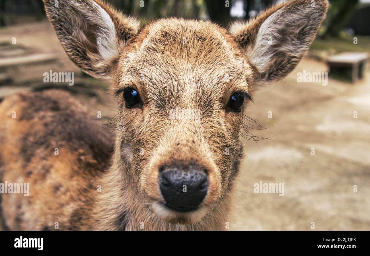 Un portrait d'un joli cerf regardant l'appareil photo Banque D'Images