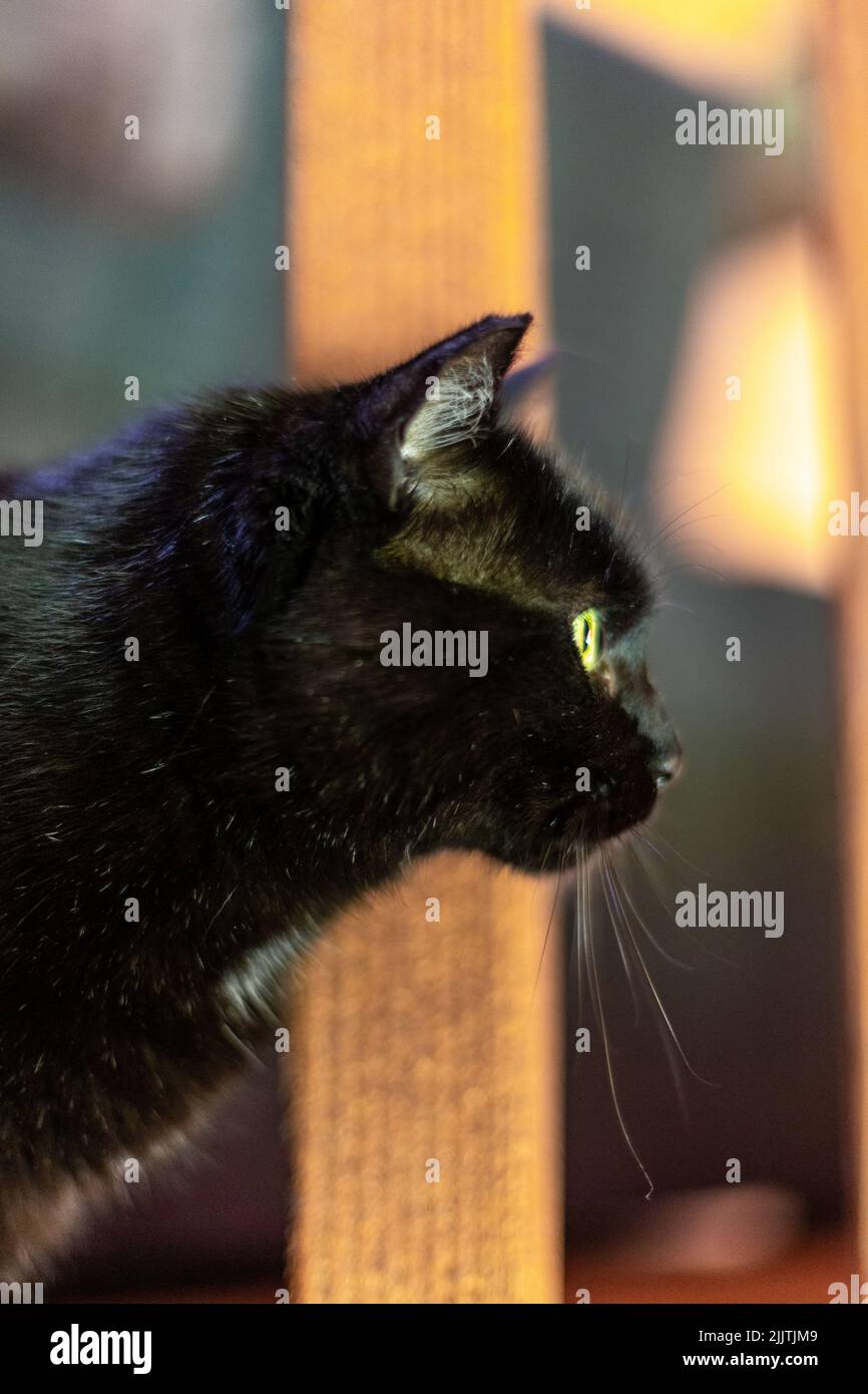 Vue latérale verticale d'une tête de chat noire Banque D'Images