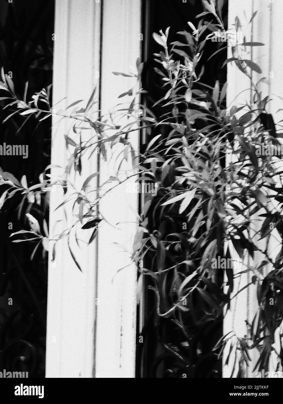 Un cliché vertical en niveaux de gris des feuilles de plantes Banque D'Images