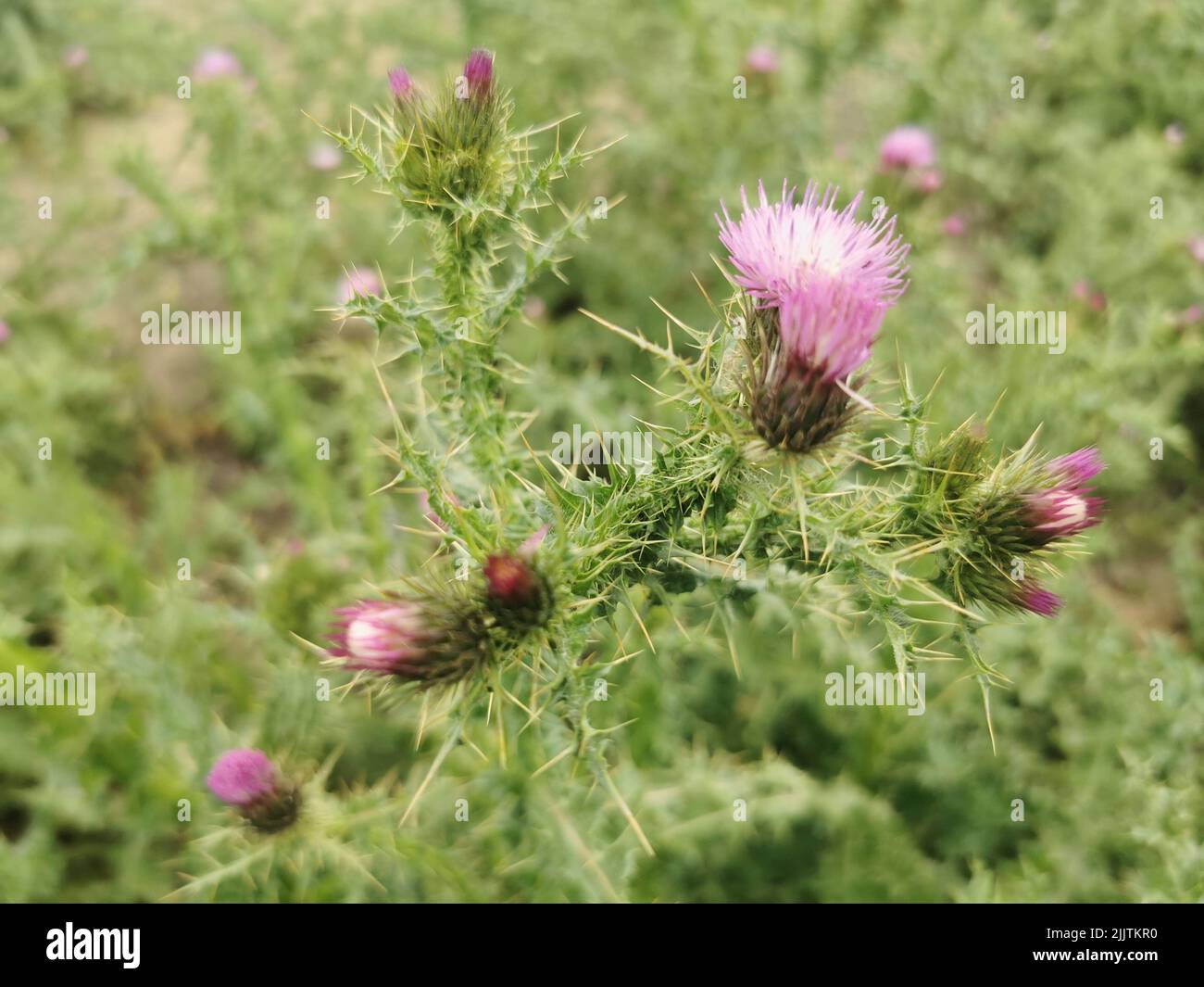 Un gros plan de fleurs de chardon-Marie (Silybum marianum) qui poussent dans un jardin Banque D'Images