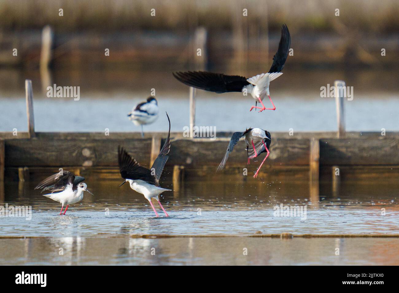 Une belle photo d'oiseaux de marcheur de pilotés et debout autour d'une rivière avec un arrière-plan flou Banque D'Images