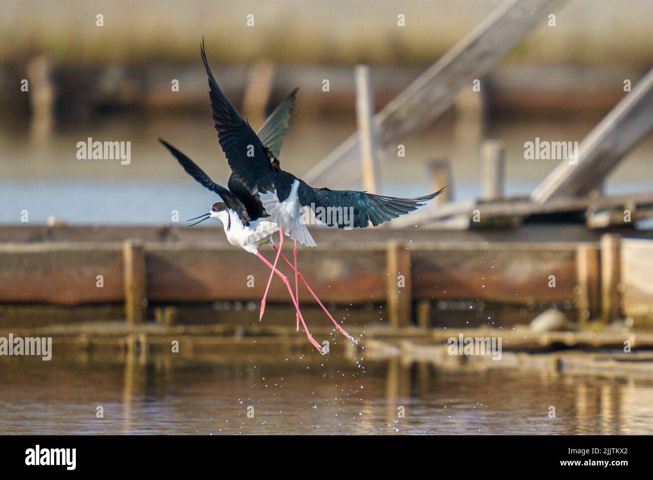 Oiseaux marcheur Banque de photographies et d'images à haute résolution -  Alamy