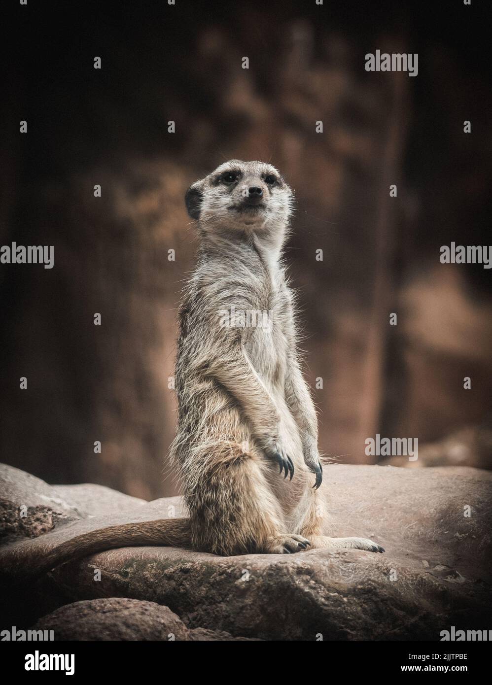 Un gros plan d'un Meerkat dans une forêt Banque D'Images