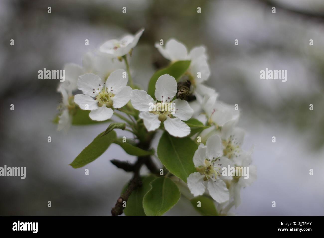 Un cliché sélectif de fleurs blanches sur un arbre Banque D'Images