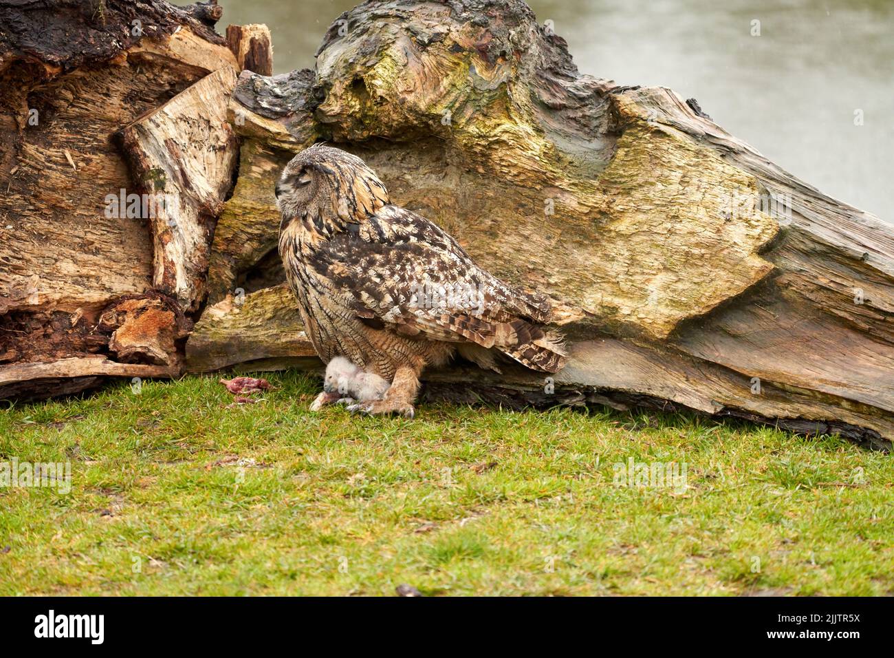 Hiboux d'aigle eurasien sauvage à l'extérieur de leur nid. Mère et poussin blanc, ils mangent un morceau de viande Banque D'Images