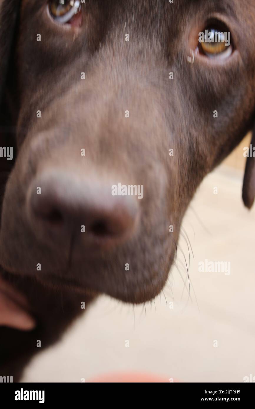 Visage de canine au chocolat en gros plan. Banque D'Images