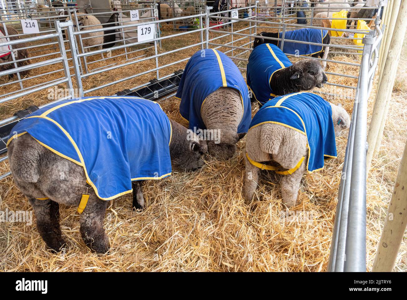 La tente de moutons au New Forest and Hampshire County Show en juillet 2022, Angleterre, Royaume-Uni. Mouton portant des couches de gel de refroidissement Banque D'Images