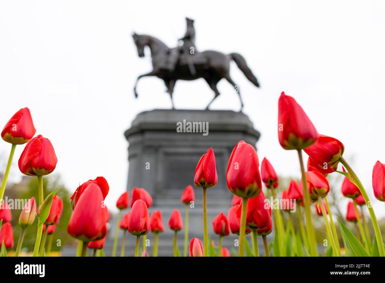 Statue équestre de George Washington avec tulipes rouges en premier plan. Boston public Garden, Boston, Massachusetts, États-Unis. Banque D'Images