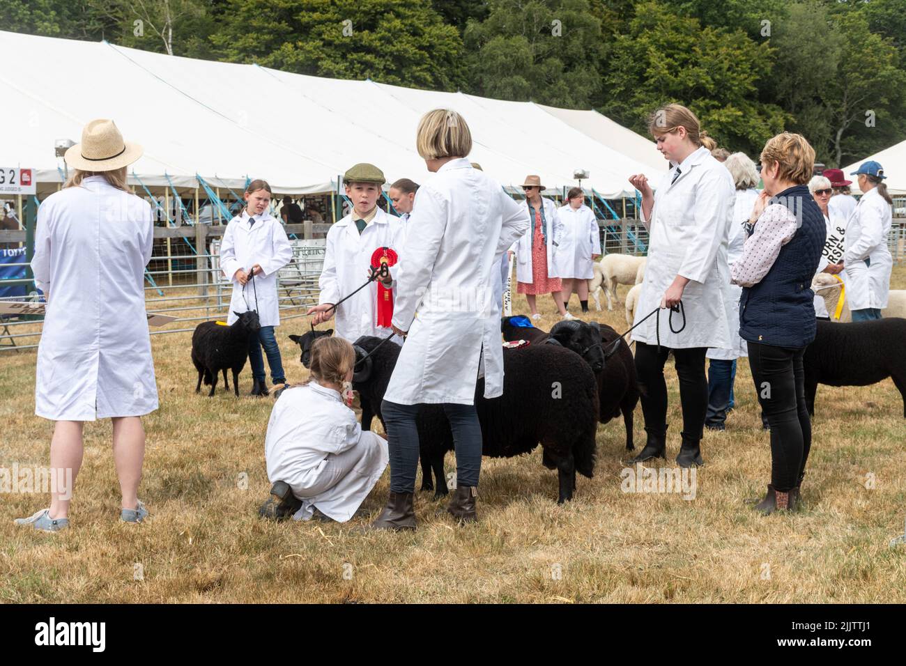 Jury de brebis au New Forest and Hampshire County Show, 27th juillet 2022, Angleterre, Royaume-Uni Banque D'Images