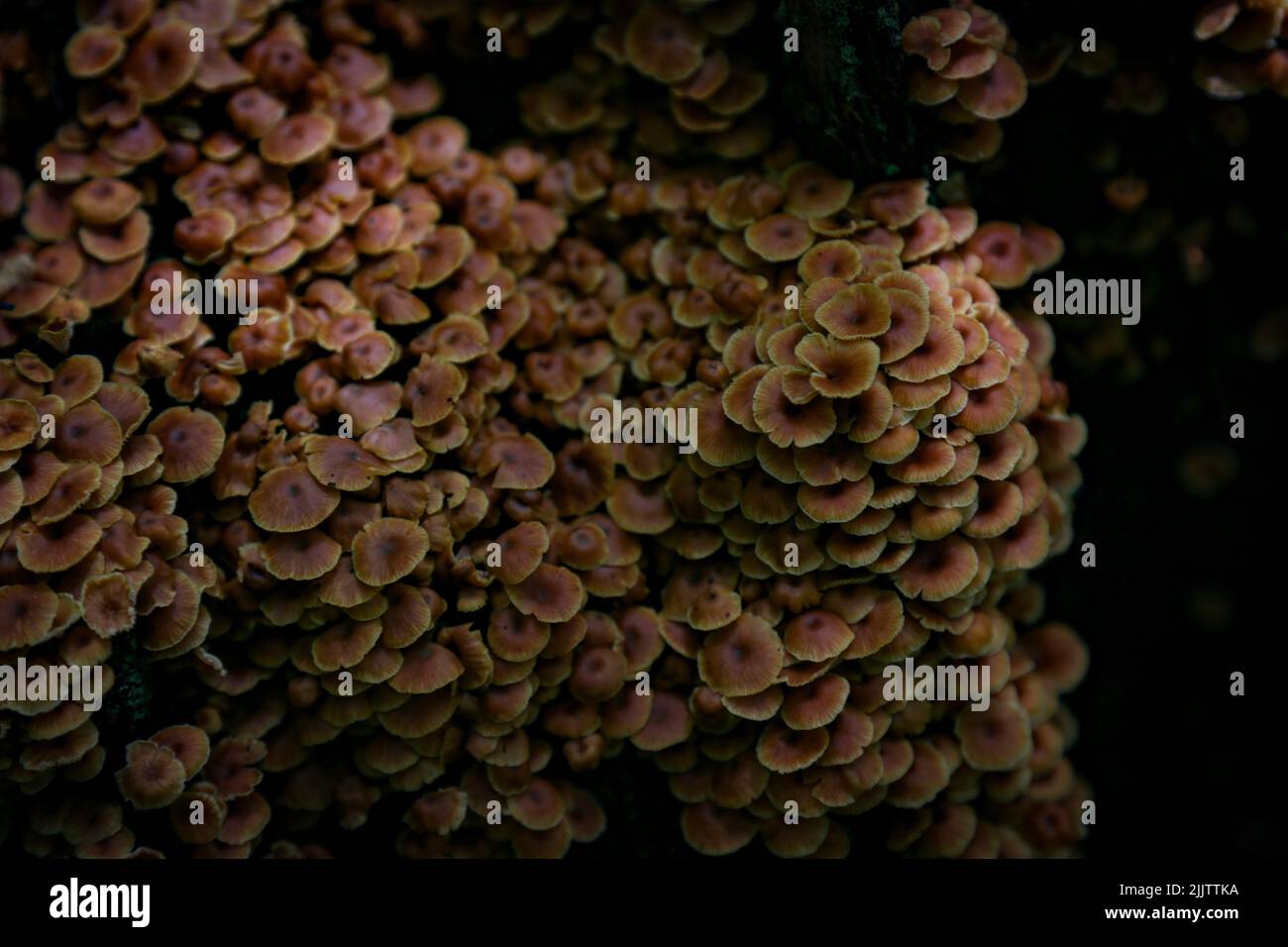 Gros plan d'un groupe de champignons agariques au miel en croissance sur fond flou Banque D'Images