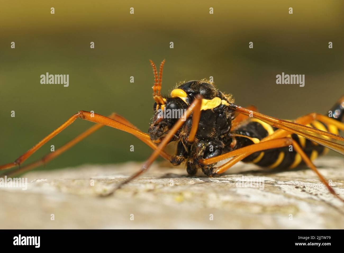 Gros plan frontal sur la tête d'une mouche de grue assez grande et colorée, Ctenophora flaveolata, assis sur un tronc d'arbre, imitant une guêpe Banque D'Images
