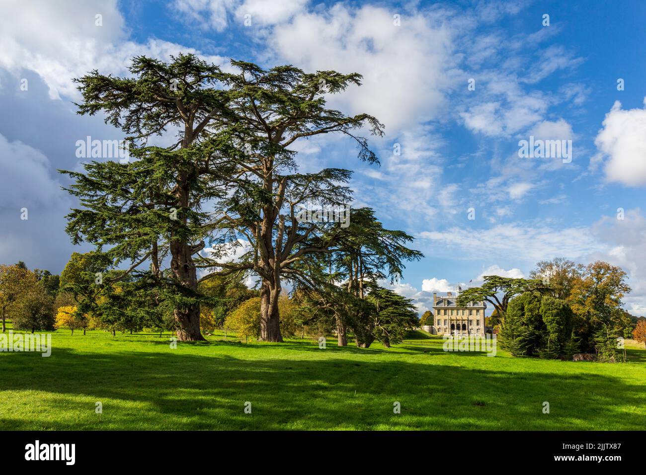 Cèdre libanais dans le parc de Kingston Lacy House, Dorset, Angleterre Banque D'Images