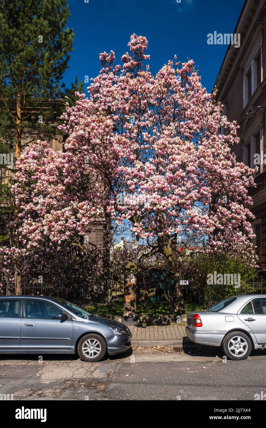 Magnolia rose au milieu du parc par une journée ensoleillée Banque D'Images