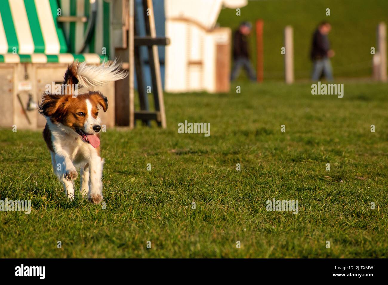 Un gros plan d'un Kooikerhondje jouant dans un champ vert Banque D'Images