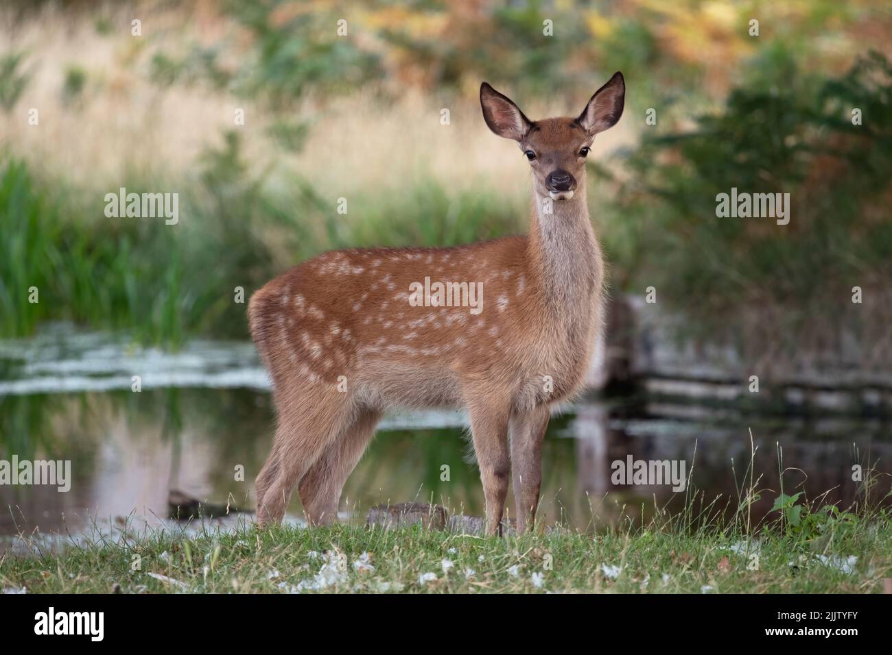 Cerfs de jachère avec des taches blanches distinctives et de longues lashes pour les yeux Banque D'Images