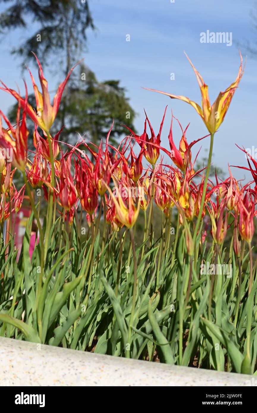 La flamme du feu ou la tulipe turque remonte au moins au début de 1800s. Tulips de couleur rouge incroyable. Banque D'Images