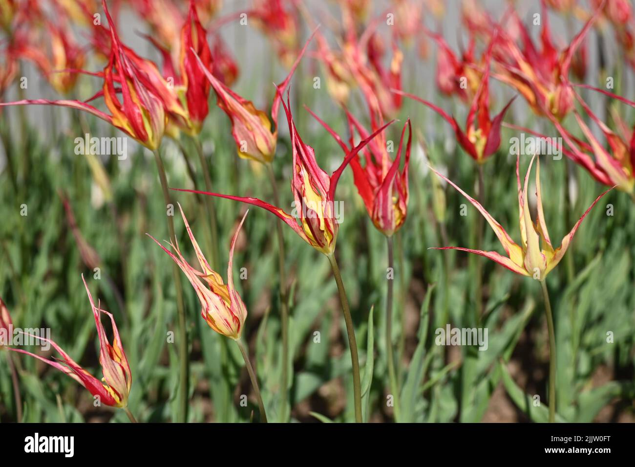 La flamme du feu ou la tulipe turque remonte au moins au début de 1800s. Tulips de couleur rouge incroyable. Banque D'Images