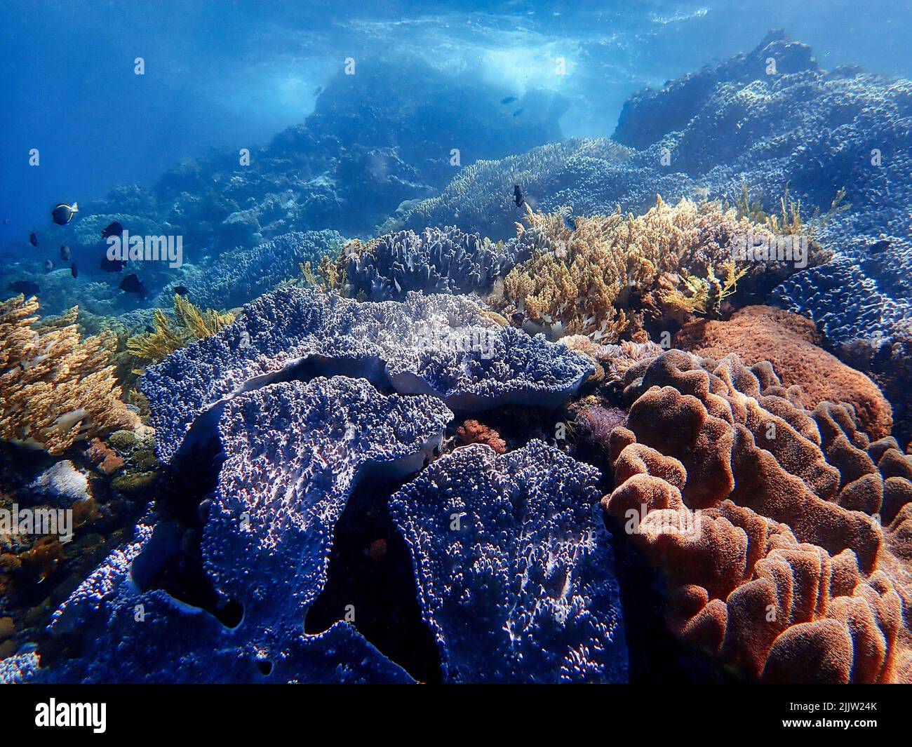 Indonesia Sumbawa - récif de corail coloré avec poissons tropicaux Banque D'Images