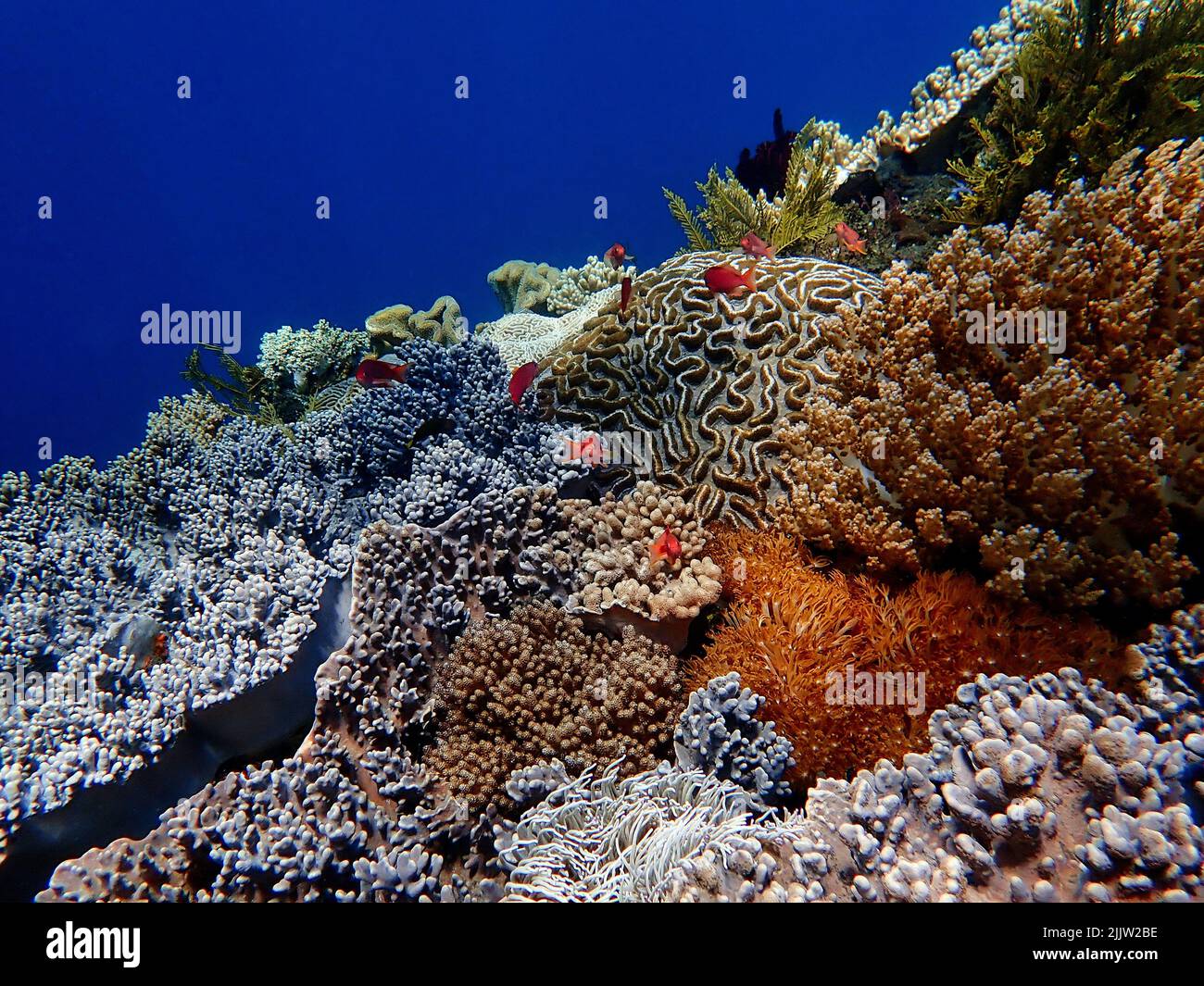 Indonesia Sumbawa - récif de corail coloré avec poissons tropicaux Banque D'Images