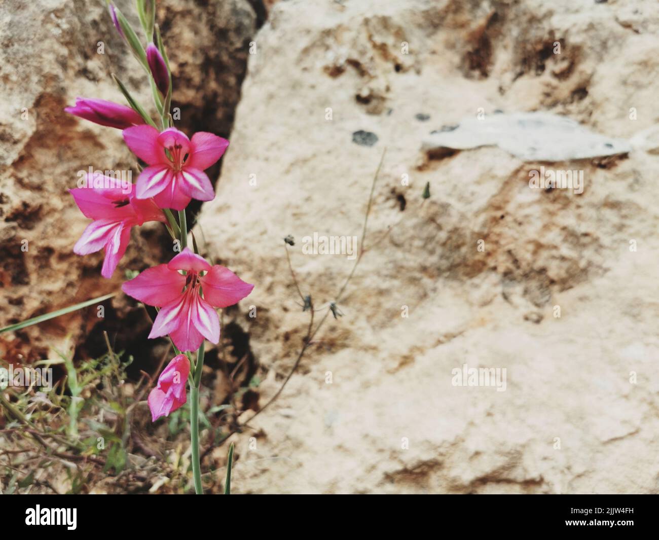 Un gros plan de fleurs de gladiola sauvage (Gladiolus illyricus) qui poussent dans un jardin Banque D'Images