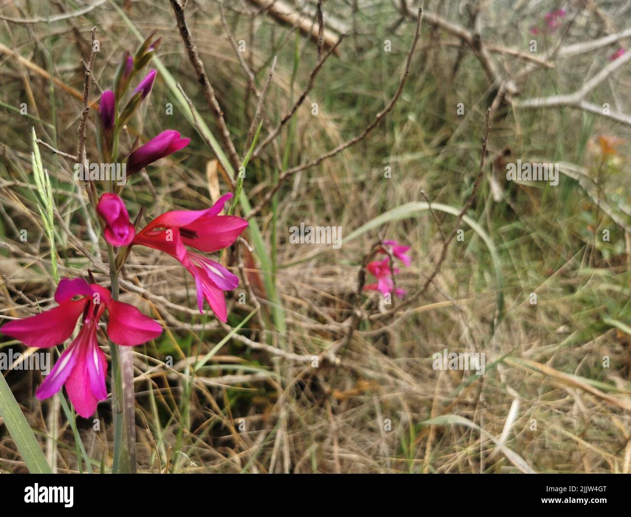 Un gros plan de fleurs de gladiola sauvage (Gladiolus illyricus) qui poussent dans un jardin Banque D'Images