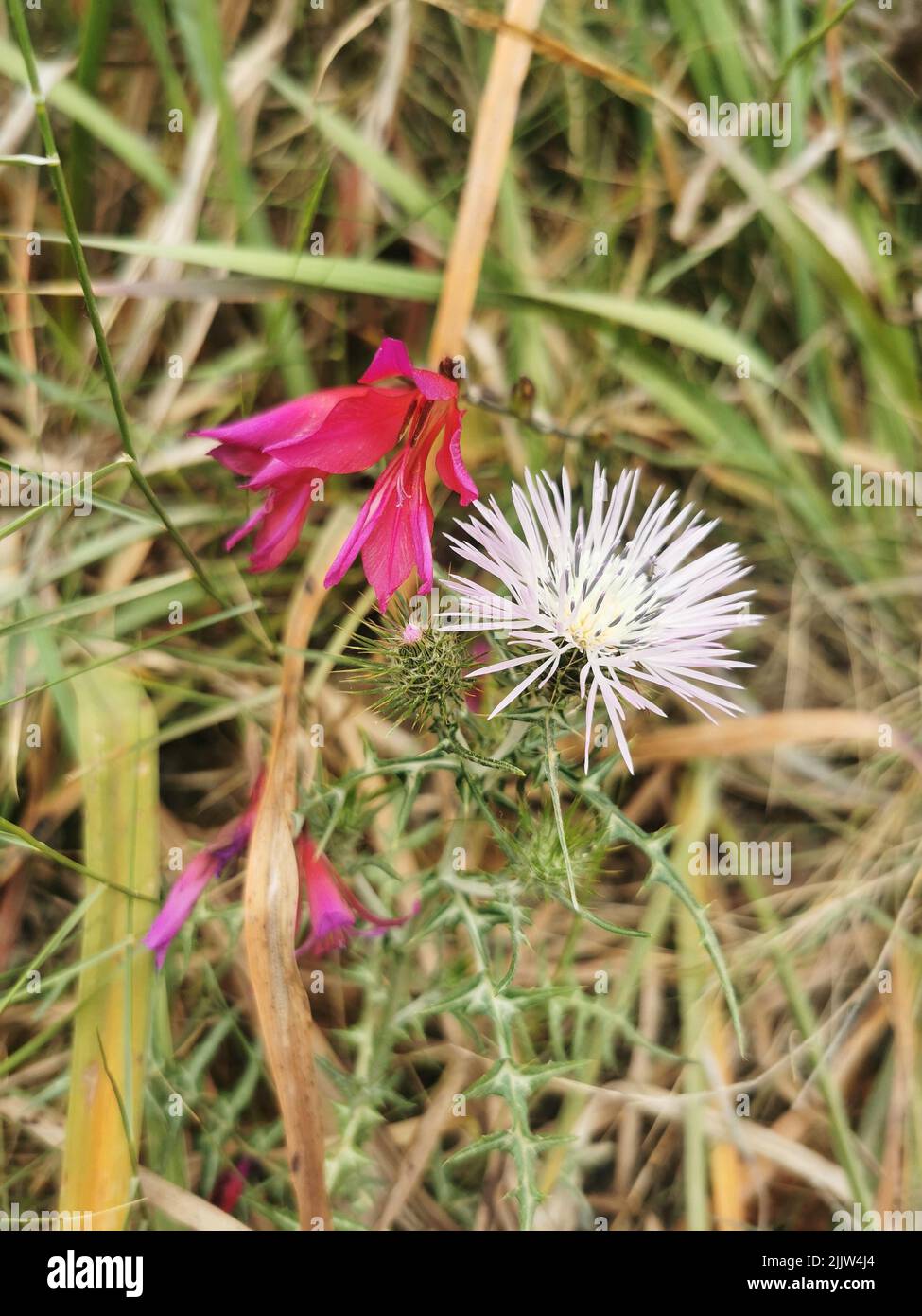 Un gros plan vertical du chardon-Marie pourpre (Galactites tomentosa) et des fleurs de Gladiolus illyricus Banque D'Images