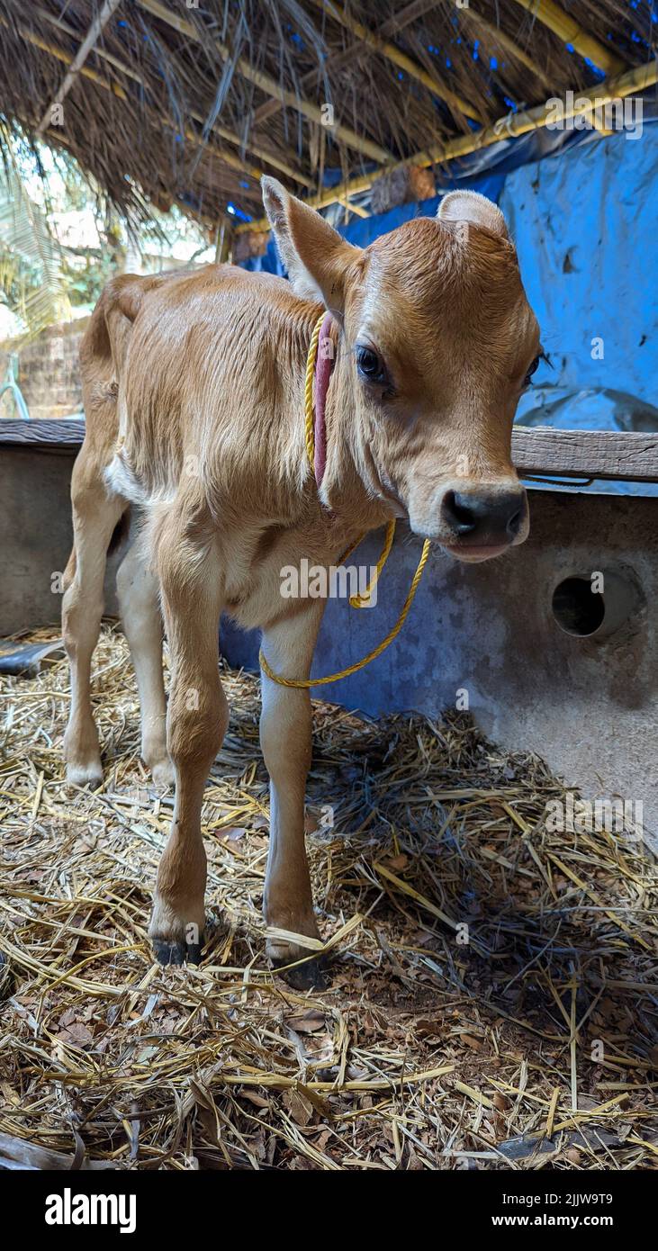 un veau nouveau-né brun debout dans le hangar d'une ferme de bétail Banque D'Images