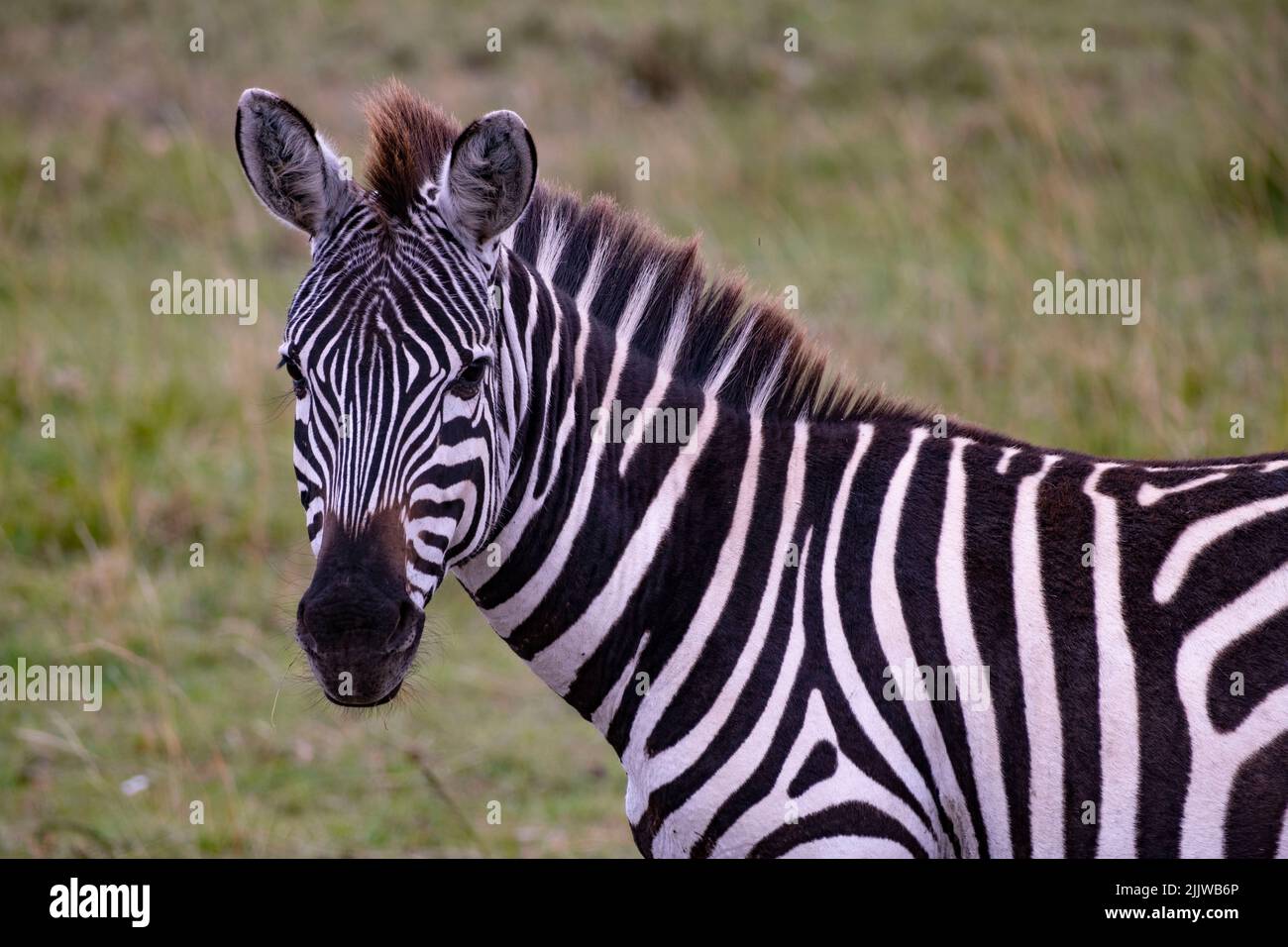 Zebra dans Masai Mara Game Reserve du Kenya Banque D'Images