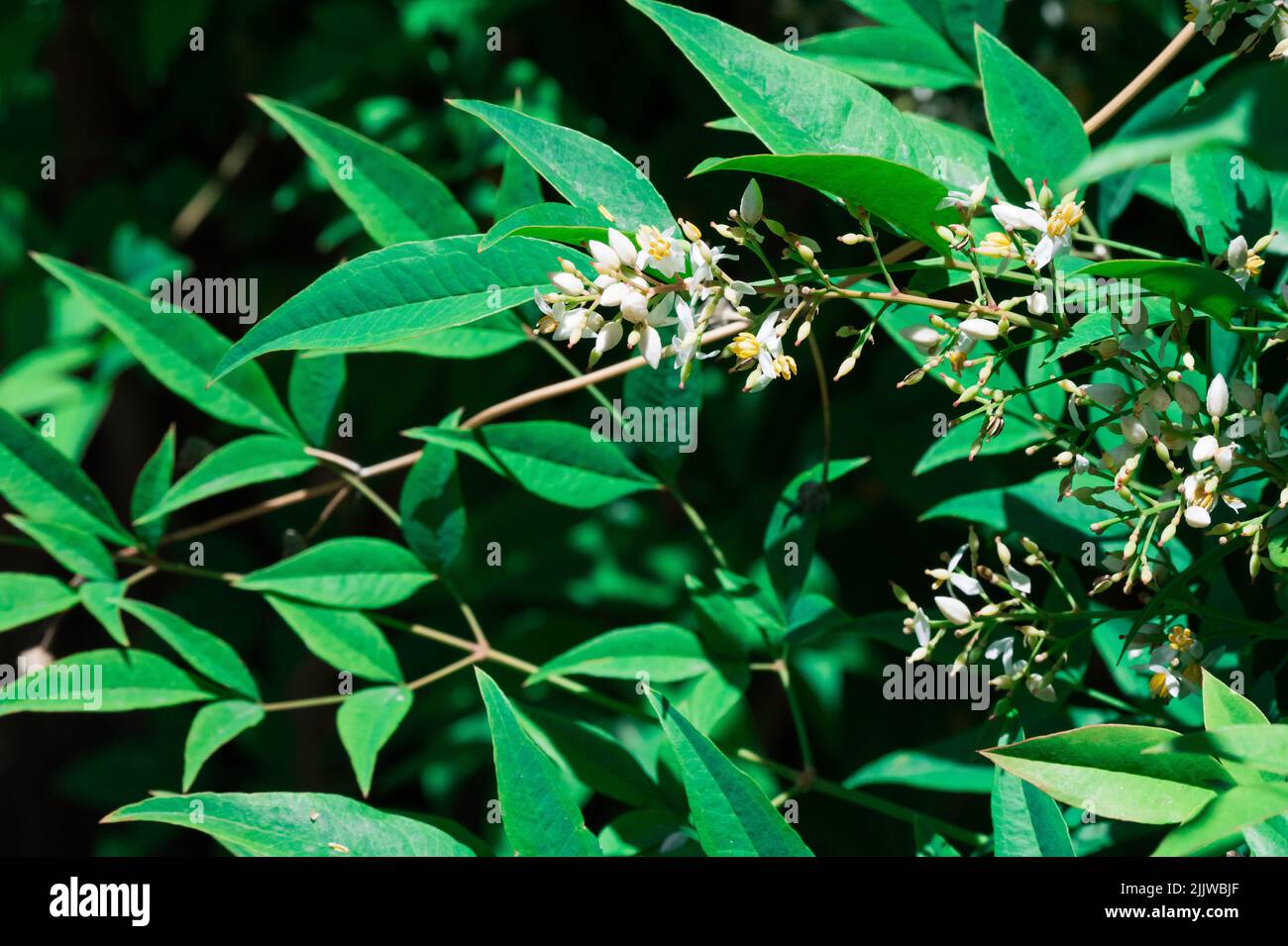 Nandina domestica isolé. Bambou céleste. Fleurs de bambou Heavenly Gulf Stream. Banque D'Images