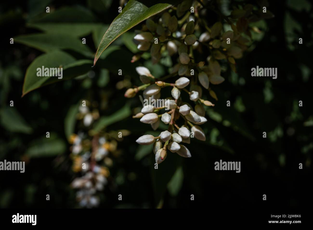 Nandina domestica isolé. Bambou céleste. Fleurs de bambou Heavenly Gulf Stream. Banque D'Images