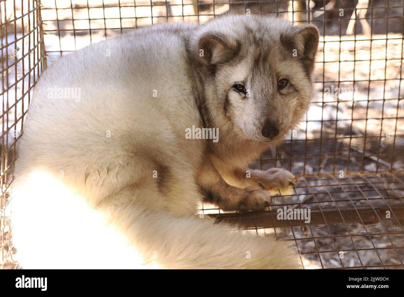 Ferme pour la culture du renard polaire. Production de fourrure d'élite. Un animal dans une cage pour tuer et faire un manteau de fourrure Banque D'Images