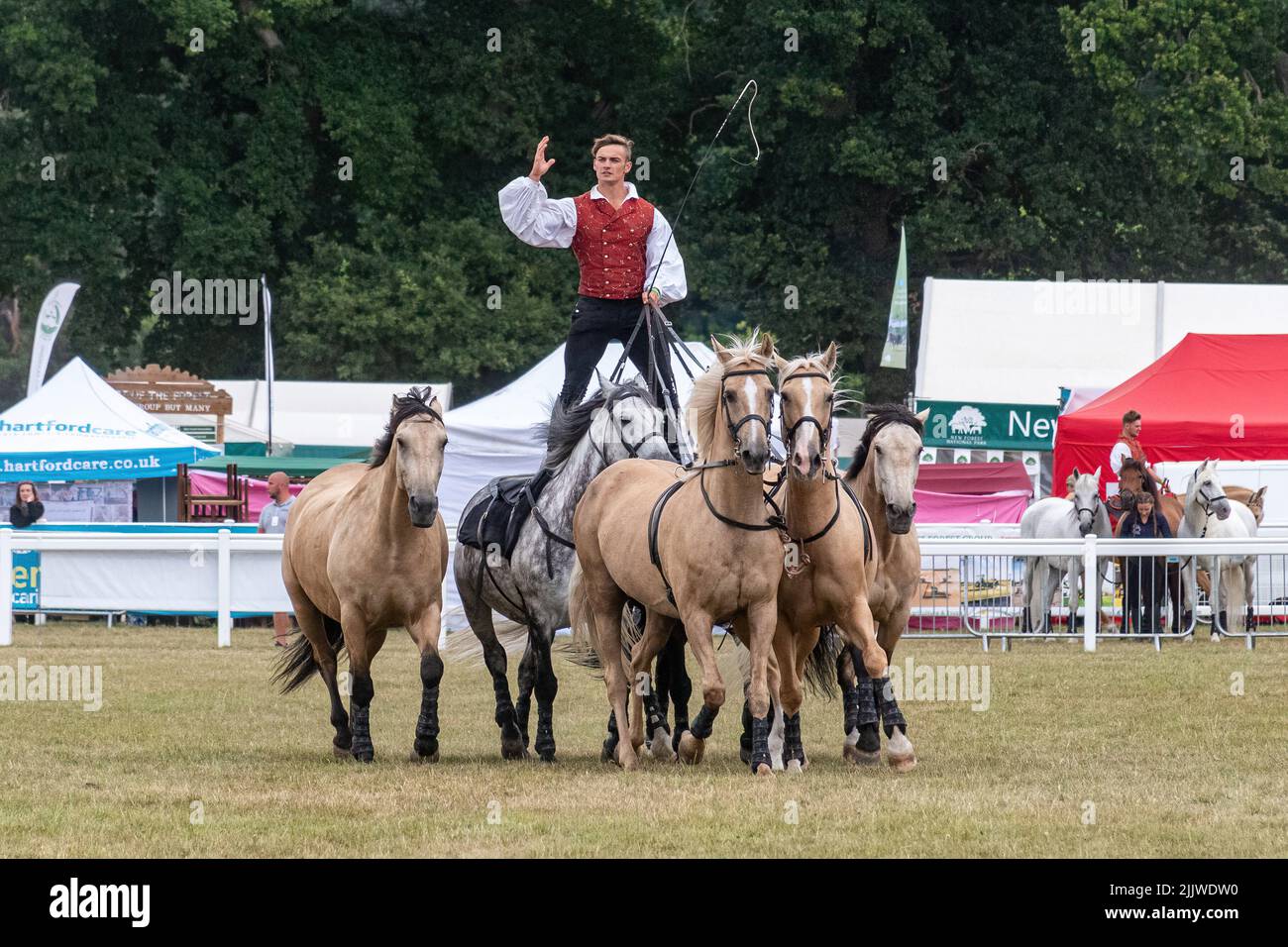 Atkinson action Horses au New Forest and Hampshire County Show en juillet 2022, Angleterre, Royaume-Uni. Ben Atkinson, équitation romaine avec une équipe de chevaux Banque D'Images
