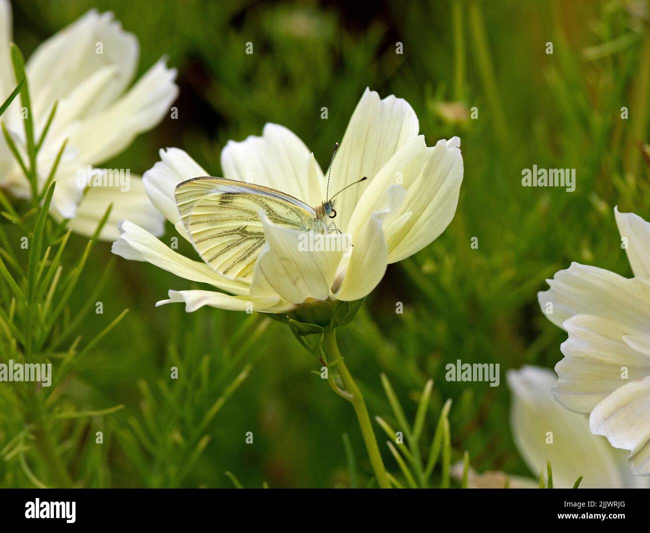 Édimbourg, Écosse, Royaume-Uni. 28th juillet 2022. Le temps couvert terne aide ce papillon blanc de chou qui semble utiliser la fleur de Cosmos bipinnatus 'Xanthos' de couleur pâle à bon effet pour le camouflage pendant qu'il a une pause de la collecte de nectar. Température 16 degrés, crédit: Arch White/alamy Live news. Banque D'Images