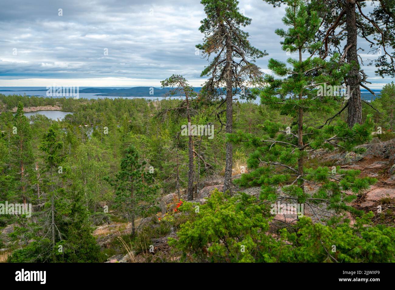 Vue sur la mer Baltique et le golfe de Bothnia depuis le sommet du rocher dans le parc national de Skuleskogen, Suède.Randonnée le long du sentier de la haute côte, Hoha Banque D'Images