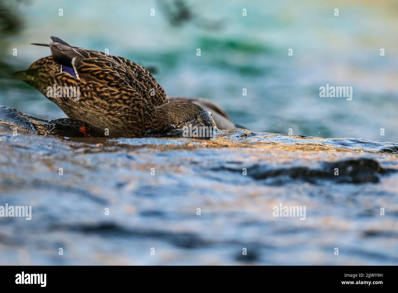 Une image bourrée d'action d'un canard malard / arty féminin Banque D'Images