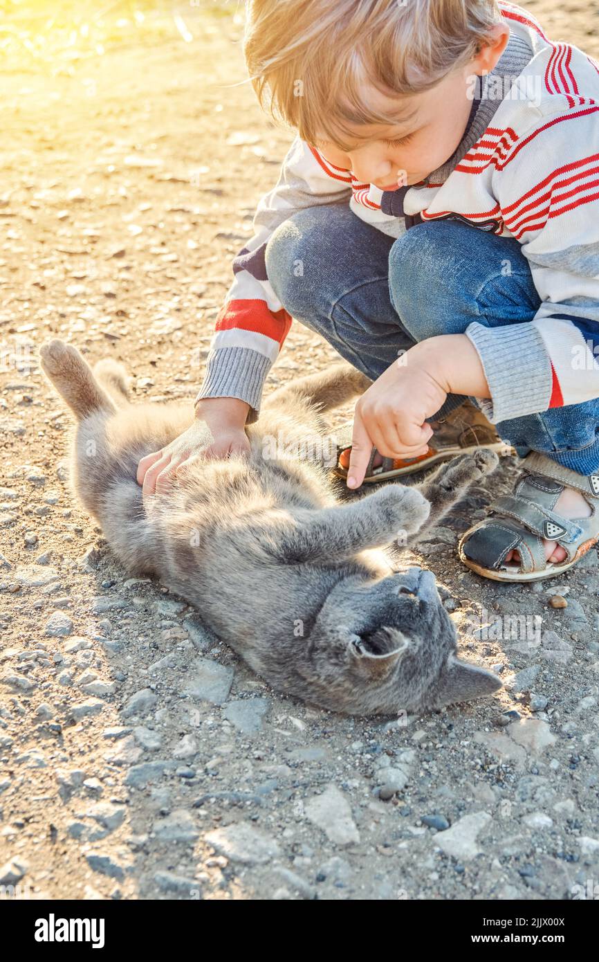 Mignon garçon d'avant-chooler avec des cheveux blonds joue avec le chat domestique gris dans la cour de campagne. Un petit garçon joue avec un animal qui passe des vacances d'été à la campagne Banque D'Images