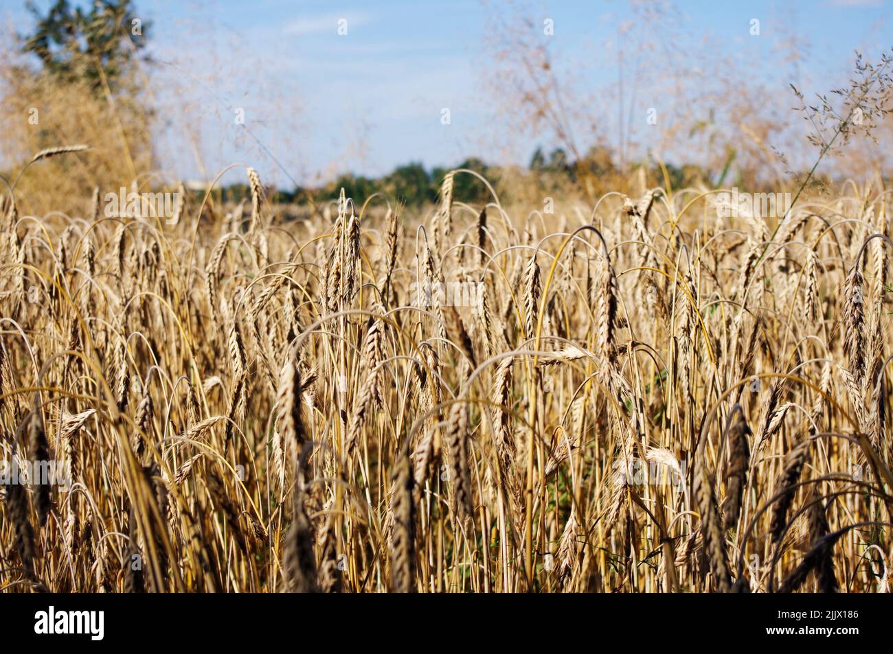 Épis de blé mûr dans un champ de blé Banque D'Images