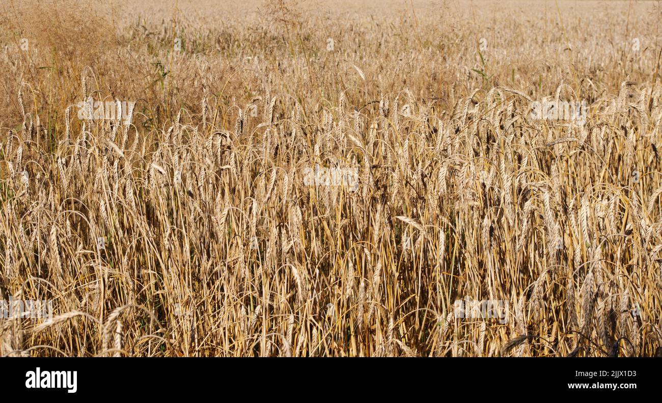 Épis de blé mûr dans un champ de blé Banque D'Images