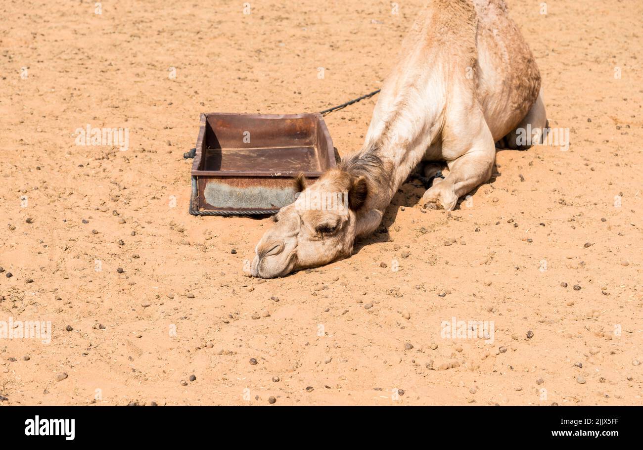 Chameau reposant sur le sable dans les sables de Wahiba dans le désert d'Oman. Banque D'Images