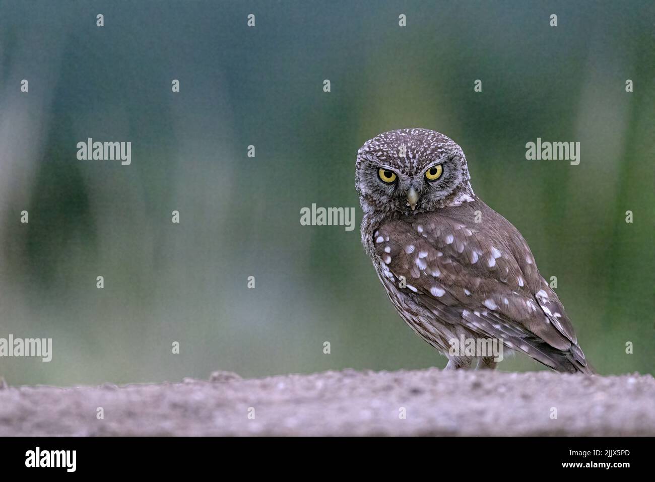 Petit Hibou Banque D'Images