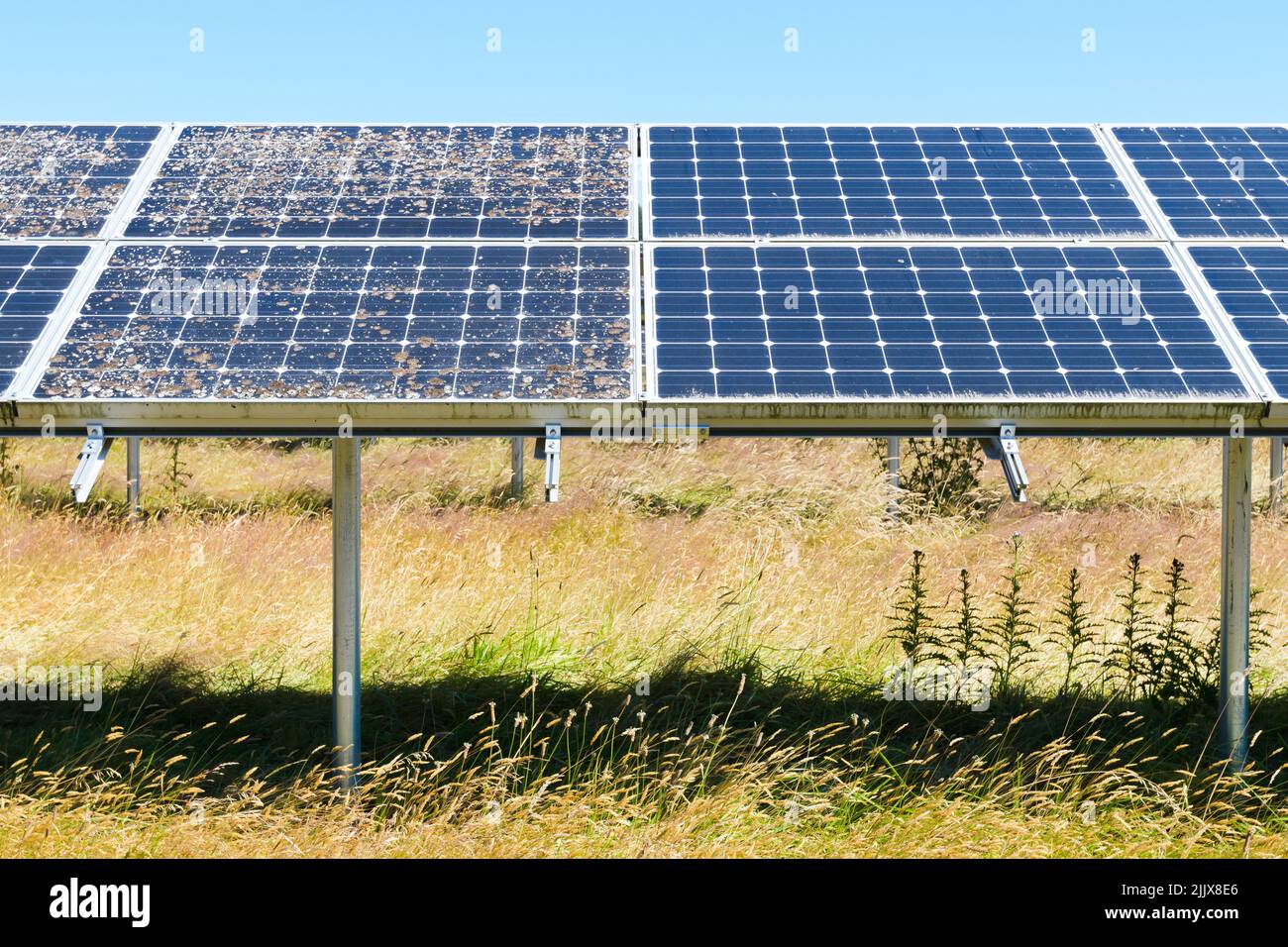 Contraste entre les panneaux solaires propres et sales dans un tableau avec les sections adjacentes dans un champ d'herbe longue Banque D'Images