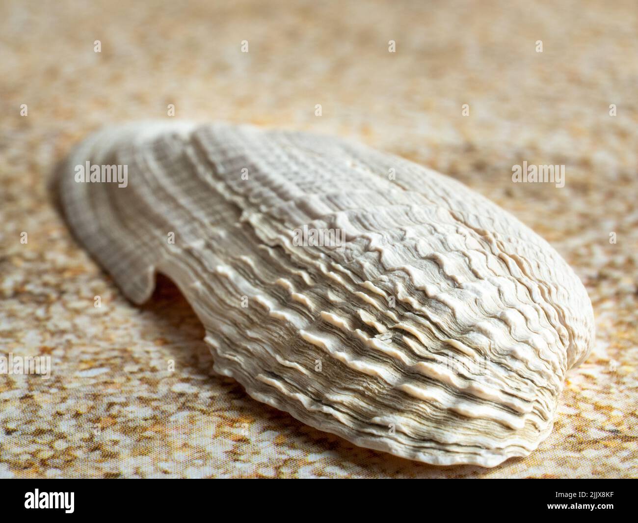 Texture de la surface de la coque. Gros plan de la coque. Banque D'Images