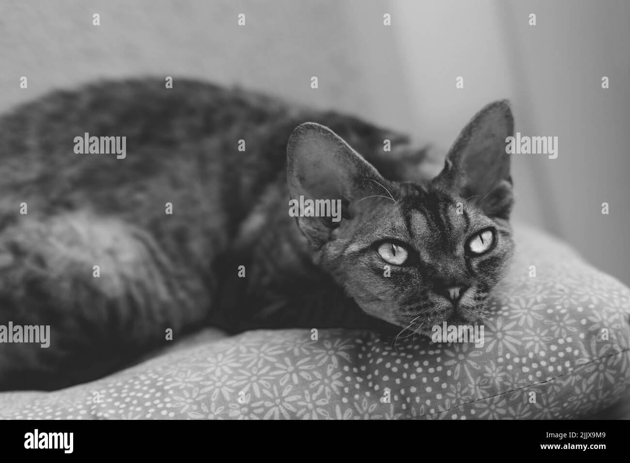 Le magnifique chat Devon Rex est très adorable. Banque D'Images