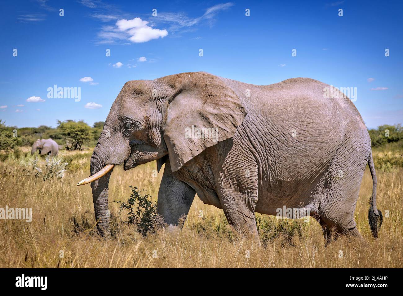 Éléphant, Parc national d'Etosha, Namibie, (Loxodonta africana) Banque D'Images