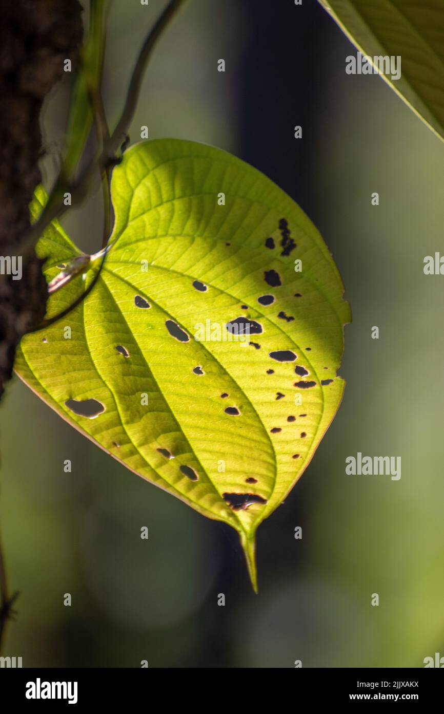 Un gros plan de la feuille mordue d'une plante de Dioscorea sous les rayons du soleil Banque D'Images